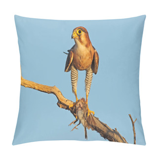 Personality  A Red-necked Falcon (Falco Chiquera) With Bird Prey, South Africa Pillow Covers
