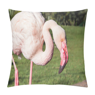 Personality  Greater Flamingo (Phoenicopterus Roseus), Pink Bird With Long Legs And Neck Close Up. Pillow Covers