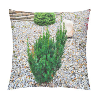 Personality  Photo Of Young Plant Of Hicks Yew (Taxus 'Hicks') - Ornamental Perennial Evergreen Conifer For Landscape Design Of Park Or Garden. Landscaping, Gardening Or Horticulture Concept Pillow Covers