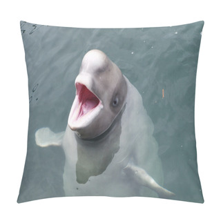 Personality  The Dolphin Beluga Looks Out Of Water With An Open Mouth Pillow Covers
