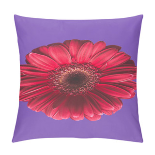 Personality  Close-up Shot Of Gerbera Flower On Purple, Mothers Day Concept Pillow Covers