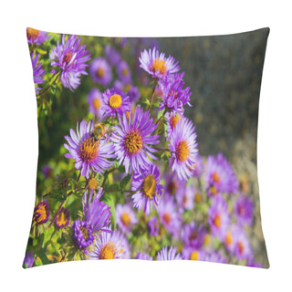 Personality  The New Belgian Aster Is Also Called New Belgium Autumn Aster Or Smooth-leaf Aster. Pillow Covers