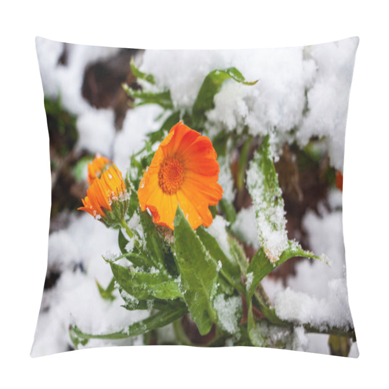 Personality  yellow-orange delicate calendula flowers are covered with white snow pillow covers