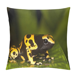 Personality  DENDROBATE JAUNE ET NOIR Dendrobates Leucomelas Pillow Covers