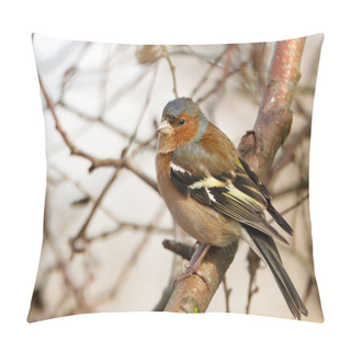 Personality  Common Chaffinch Perching In A Tree In A Natural Habitat In Autumn. Pillow Covers