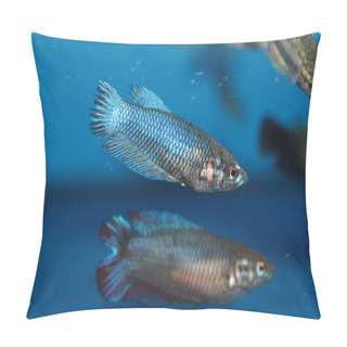 Personality  Female Of Siamese Fighting Fish (Betta) Aquarium Fish Pillow Covers