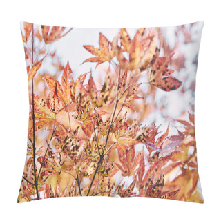 Personality  Beautiful Orange Leaves On Tree Branches In Park Pillow Covers