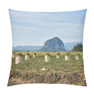 Personality  Daikon Field With Mt. Sanbangsan And Mt. Hallasan Pillow Covers
