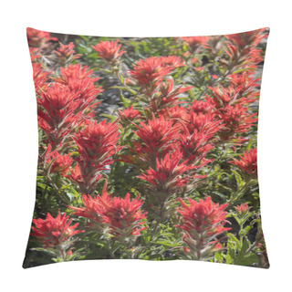 Personality  Large Group Of Indian Paintbrush Flowers Pillow Covers