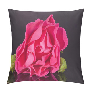 Personality  Single Flower Of Pink Rose With Buds  Isolated On Dark Background Pillow Covers