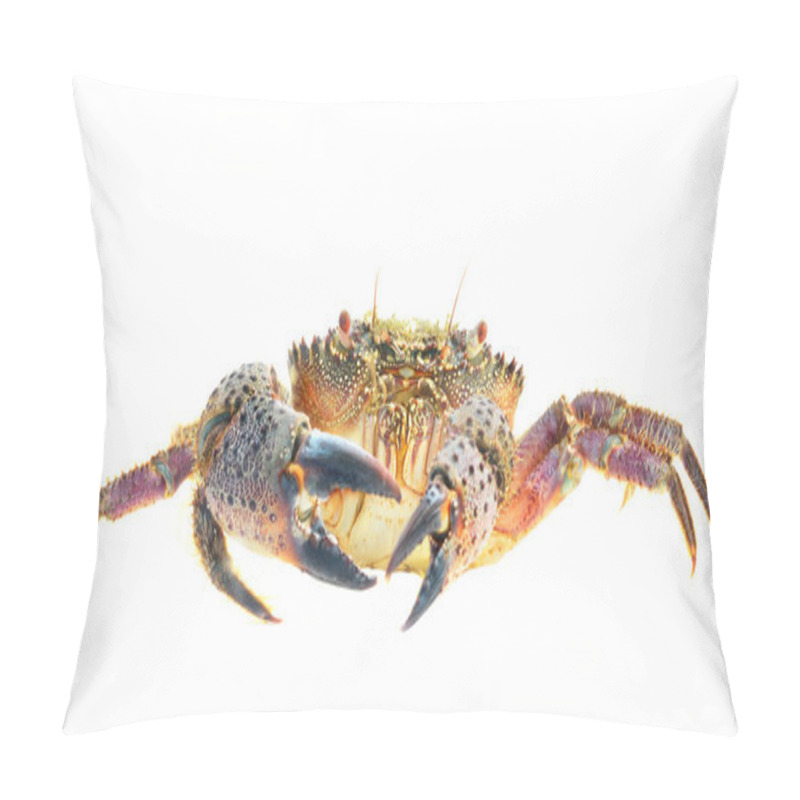 Personality  Crab Eriphia Verrucosa Pillow Covers