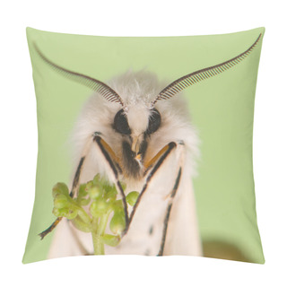 Personality  Night Butterfly - Spilosoma Lubricipeda Pillow Covers