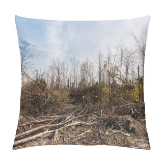 Personality  Sunshine On Dry Sticks Near Trees In Forest Against Blue Sky  Pillow Covers