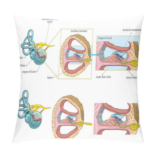 Personality  Vector Illustration Of Basic Anatomy Of Human Internal Ear. Pillow Covers