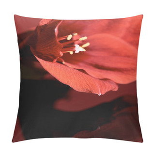 Personality  Close Up Of Amaryllis Flower On Dark Red Background Pillow Covers