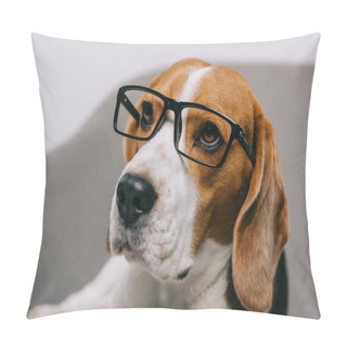 Personality  Selective Focus Of Beagle Dog In Glasses Pillow Covers