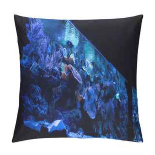 Personality Fishes Swimming Under Water In Aquarium With Blue Lighting Pillow Covers