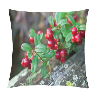 Personality  Lingonberry Shrub With Berries Closeup Pillow Covers