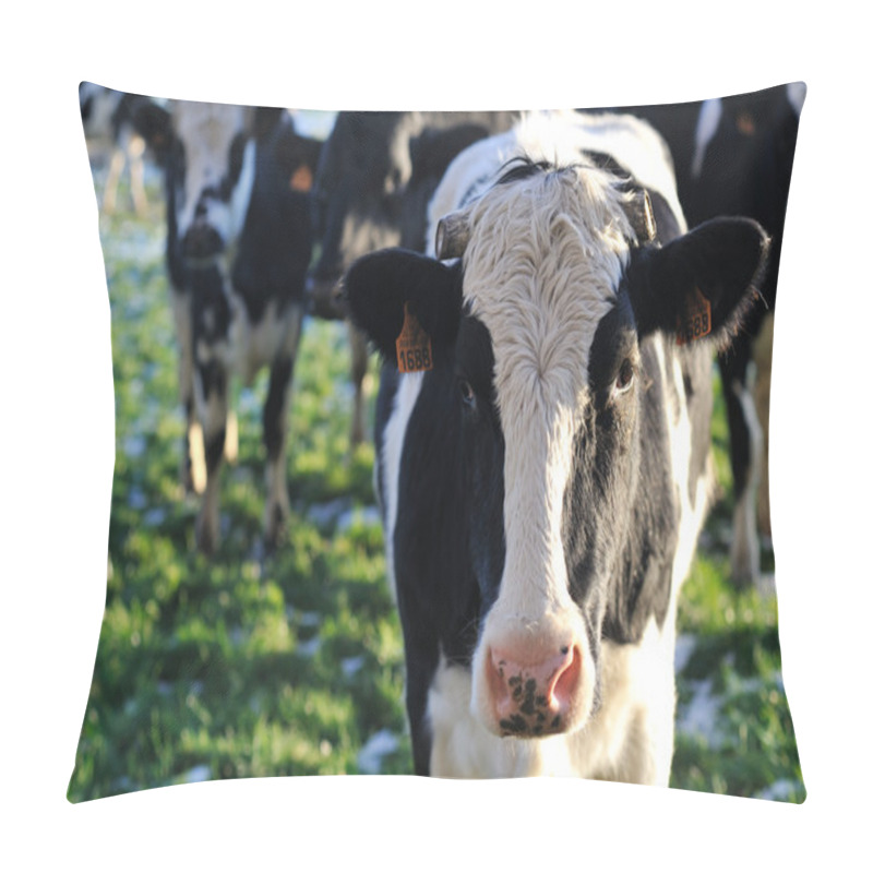 Personality  Cow pillow covers