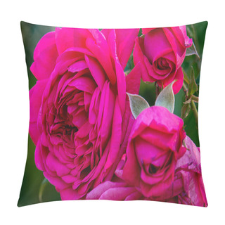 Personality  Detailed Portrait Of Purple Rambler Laguna Rose Heads With A Gre Pillow Covers