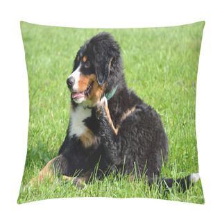 Personality  Puppy Scratching - Sweet Pillow Covers
