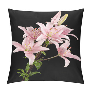 Personality  Pink Lily Flower, Isolated On Black Background Pillow Covers