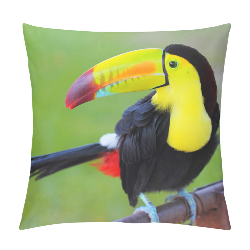 Personality  Colored Toucan. Keel Billed Toucan, From Central America. Pillow Covers