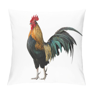 Personality  Thailand Male Chicken Rooster Isolated Pillow Covers