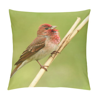 Personality  Common Rosefinch ( Carpodacus Erythrinus ) Male Pillow Covers