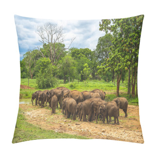 Personality  Udawalawe Elephant Transit Home In Sri Lanka Pillow Covers