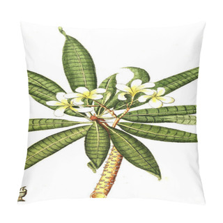 Personality  The Botanical Theme. Old Image Pillow Covers