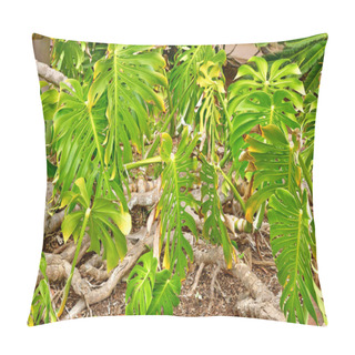 Personality  La Gomera, Canary Islands - March 15 2024 : The National Park Of Garajonay Pillow Covers