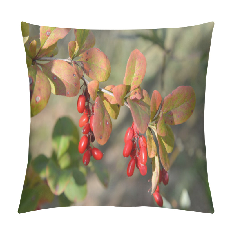 Personality  Branch Of A Barberry Ordinary (Berberis Vulgaris L.) With Berrie Pillow Covers