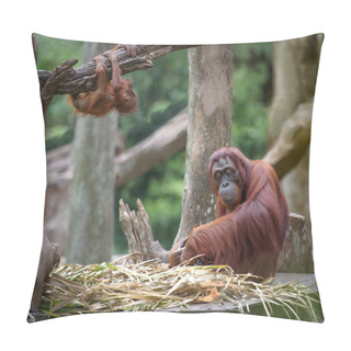 Personality  Tired Mother Orangutang Sleeping While Its Baby Playing Around Pillow Covers