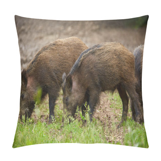 Personality  Juvenile Wild Hogs Rooting, Searching For Food In The Forest Pillow Covers