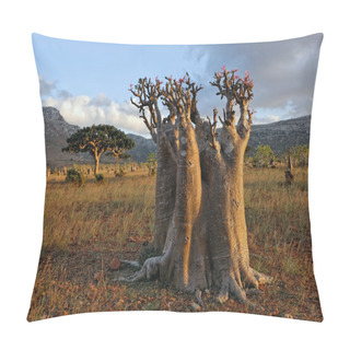 Personality  Unusual Plant. Desert Rose Pillow Covers
