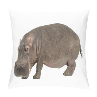 Personality  Hippopotamus - Hippopotamus Amphibius ( 30 Years) Pillow Covers