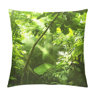 Personality  Tropical Forest, Trees In Sunlight And Rain Pillow Covers