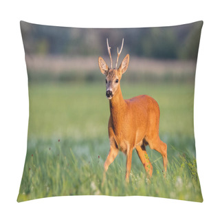 Personality  Roe Deer, Capreolus Capreolus, Buck Walking On Blooming Meadow In Summer At Sunset. Wildlife Scenery With Vivid Colors From Nature. Roebuck In The Wild. Pillow Covers