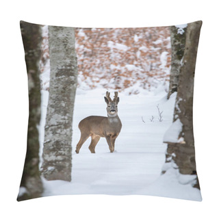 Personality  Portrait Of A Young Male Roe Deer In The Wild Forest In Winter Season.   Pillow Covers