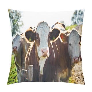 Personality  Group Of Nosy Cows Looking At The Camera Pillow Covers