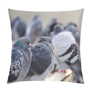Personality  Pigeons On The Railing Pillow Covers