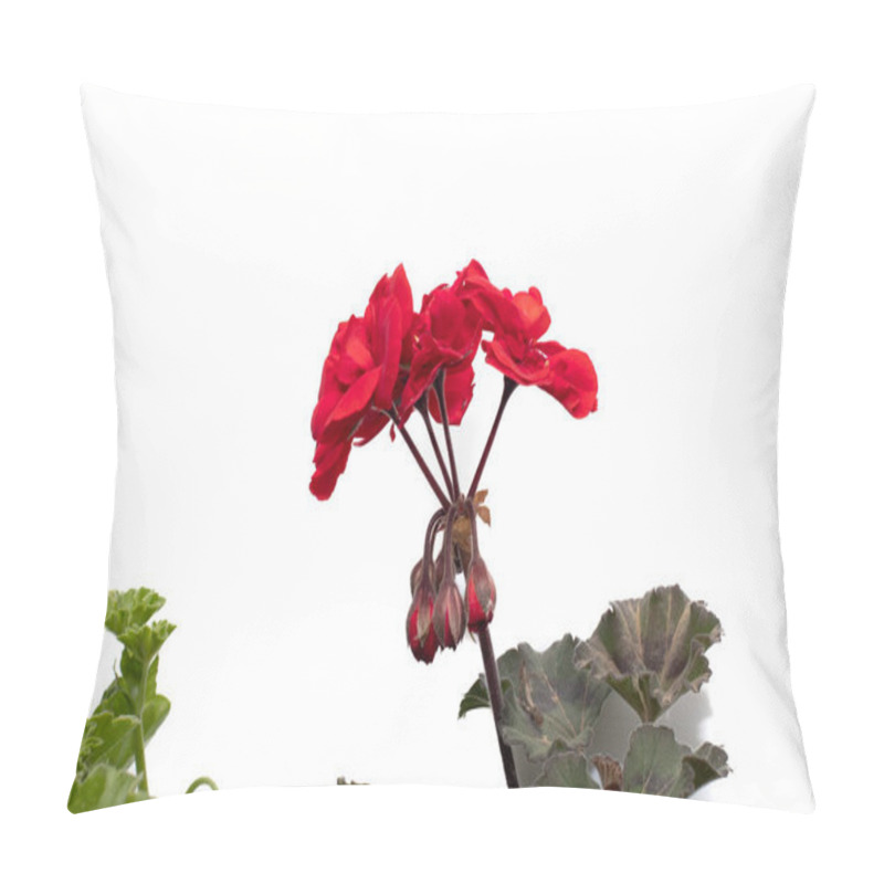 Personality  A red geranium isolated on a white background. pillow covers