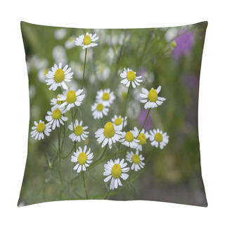 Personality  Matricaria Chamomilla Scented Mayweed In Bloom Pillow Covers