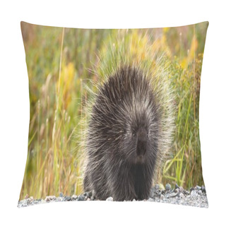 Personality  Porcupine (Hystricognatha) Walking Along A Gravel Path Pillow Covers