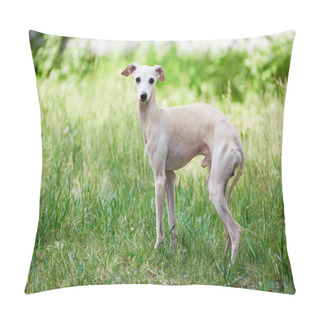 Personality  Portrait Of Italian Greyhound Male Dog Walking In Green Grass Field Pillow Covers