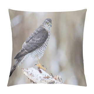 Personality  Eurasian Sparrowhawk (Accipiter Nisus), Adult Female Perched On Snow-covered Deadwood, Hesse, Germany, Europe Pillow Covers