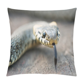 Personality  Snake Pillow Covers