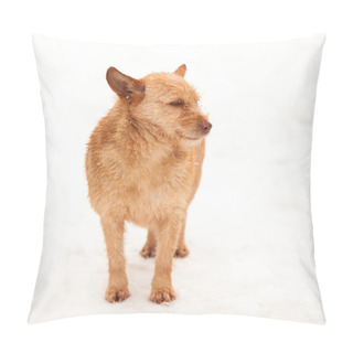 Personality  Urban Winter Scene With Beautiful Dog In The Snow Pillow Covers