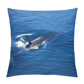 Personality  Fin Whale (Balaenoptera Physalus) - Antarctica. Also Known As Finback Whale Or Common Rorqual Pillow Covers